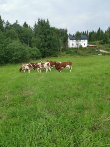 Kalver